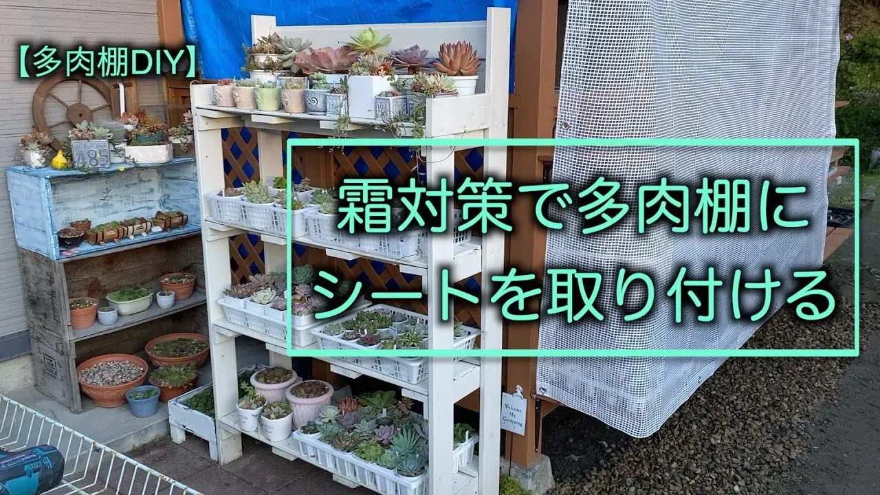 多肉植物 寒さ対策のNG行動と正解！失敗しないための必須知識